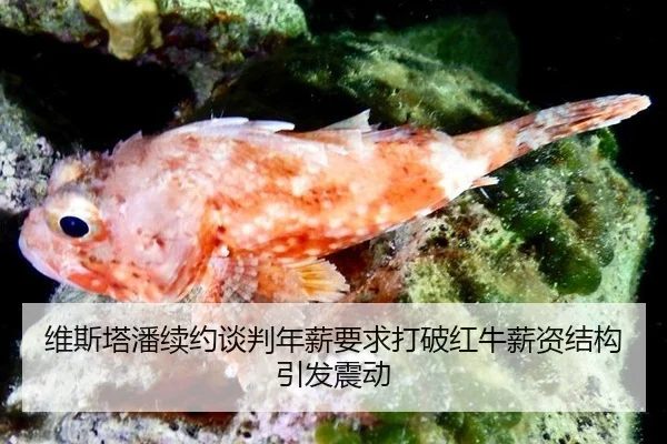 维斯塔潘续约谈判年薪要求打破红牛薪资结构引发震动